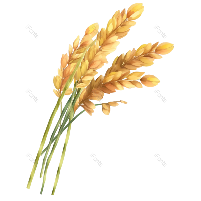 芒种图片,元素元素,麦子PNG,插画免抠素材